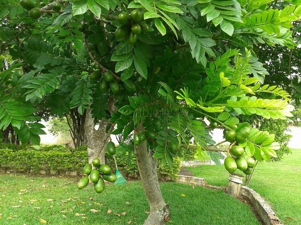 CHÁCARA A VENDA EM MONTE MOR SP